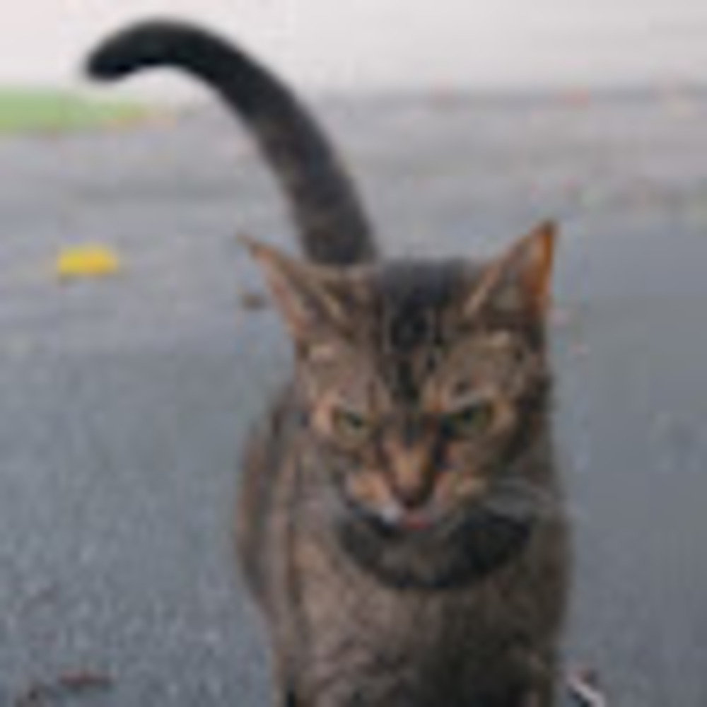 Meet your Posher, Maggie
